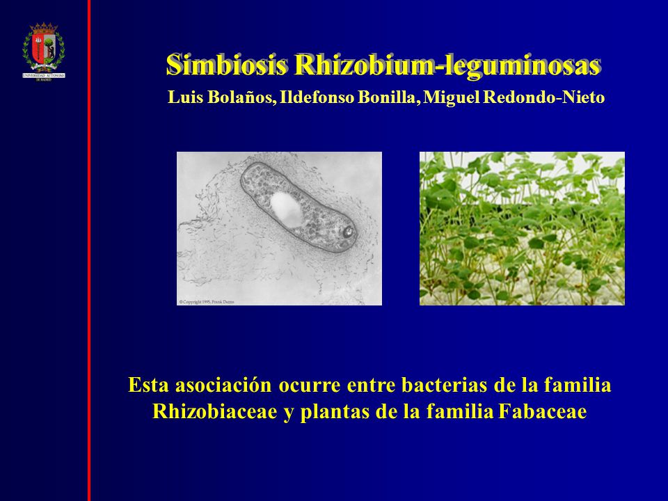 infección humana por rizobio